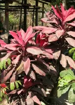 Ảnh Sự Tích Cây Huyết Dụ Trước