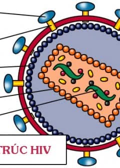 Thông Tin Y Học Về Hiv-Aids