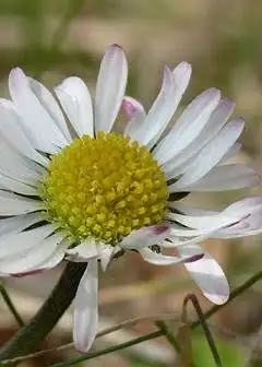 Ảnh Vạt Nắng Sau Hè