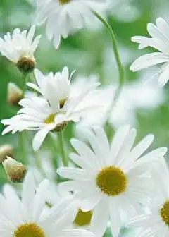 Ảnh Bông cúc nhỏ