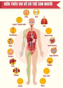 Kiến Thúc Vui Về Cơ Thể Con Người