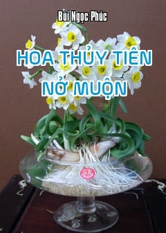 Hoa Thủy Tiên Nở Muộn